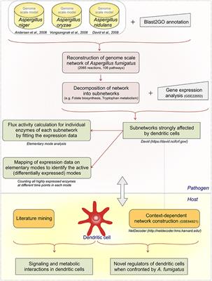 Aspergillus fumigatus Challenged by Human Dendritic Cells: Metabolic and Regulatory Pathway Responses Testify a Tight Battle